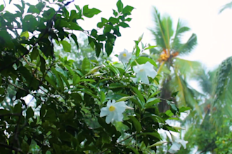 make nature videos in sri lanka for youtube tiktok instagram