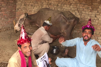 wish happy birthday video or africa video or milking cow