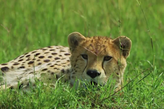 create wildlife animals copyright free videos for youtube