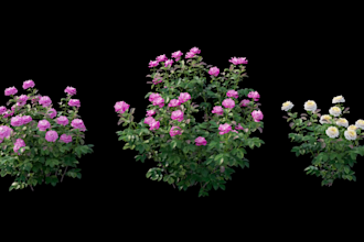 do 3d flower animation, flower animation, plant, flower, 3d model, 3d rendering