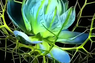 do 3d flower animation,3d flower design, plant animation,3d plant animation