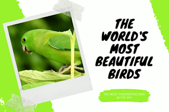 design instagram posts, stories, ads templates,logo in canva