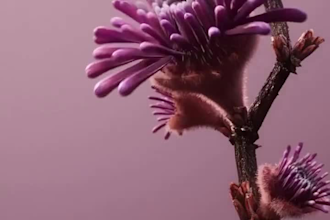 do 3d flower animation, 3d flower model, flower vfx, 3d plant vfx,3d plant model