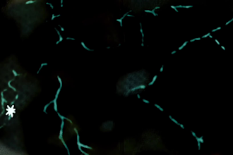 create an experimental animation for music videos, intros or live visuals
