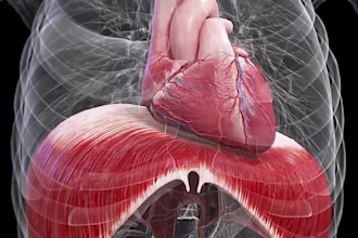 create high quality 3d medical animation video product surgery anatomy model