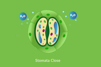 make scientific and medical 2d animations