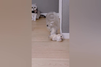 create funny animal videos for youtube, tiktok and facebook