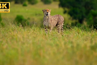 create 4k wildlife, animal videos for youtube channel with SEO