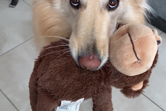 create ugc content, photos and videos with my dog