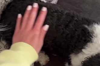 create pet ugc video ads, for your pet products or brand