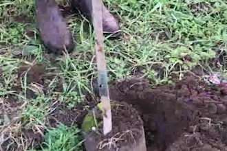 plant a italian olive oil tree just for you near rome, italy