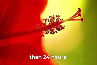 english, spanish or italian subtitles to your video in 24h