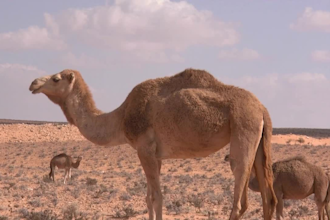 create desert plus all natural videos with unique background sound