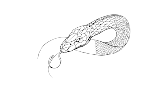 tattoo design tattoo illustration black and white or color