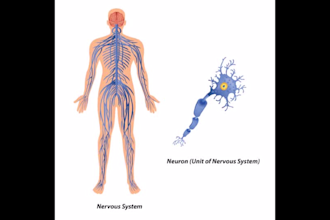 do professional medical illustrations for you
