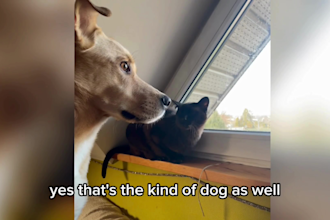 collaborate on branded dog videos and authentic ugc