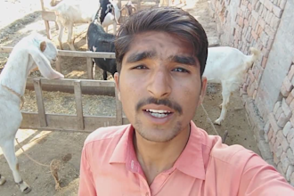 wish and sing happy birthday song with beautiful goats