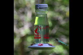 shoot photos and video for wild bird products
