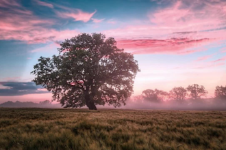 transform your images with stunning motion effects and animation