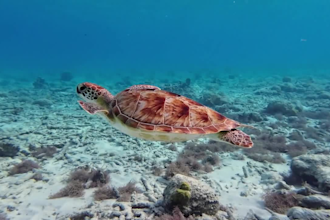 create cinematic runwayml ai storytelling pictory videos using sora invideo