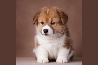 create birthday wishes from animals