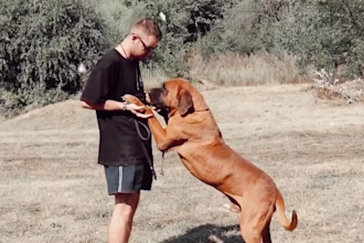 do funny animal video and short video youtube and facebook