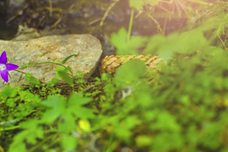 make you a timelapse or hyperlapse video from pictures or video