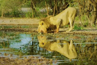 do a monetizable wild animals videos for youtube within 24 hours