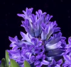 do 3d plant animation, plant animation , flower animation,3d fashion animation