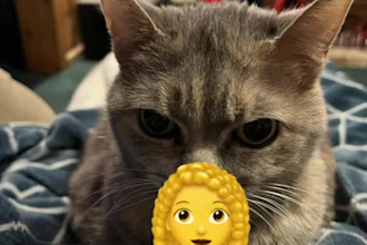 engage with cat lovers through viral ugc videos