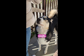 create ugc and ad videos for tiktok or ig