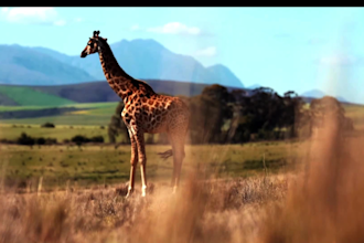 professionally edit your video, vlog, travel, drone, gopro