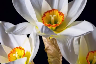 do 3d plant animation, flower design, 3d plant, 3d flower, 3d flower animation