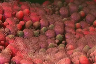 create stunning 4k 3d medical animation and surgery explainer video