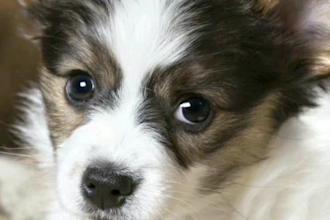 make your pet sing happy birthday video