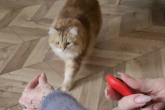make ugc cat video or picture for add instagram, tiktok