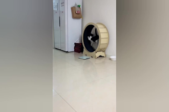 create funny animal and funny youtube videos