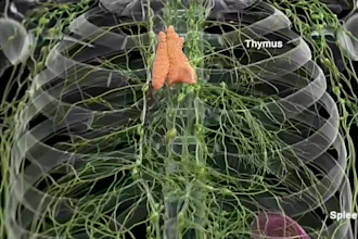 3d medical video 3d anatomy biotech pharmaceutical orthopedic animation
