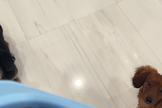 create pet ugc videos for your brand