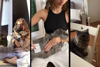 create ugc content with my persian cat for your brand