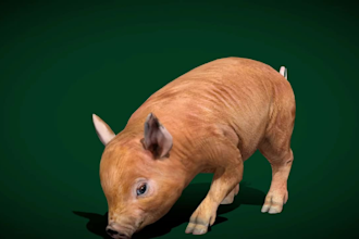 do 3d animal model, animal animation with realistic fur, xgen hair and texture,