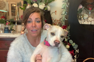 do video with dog pets for business product website