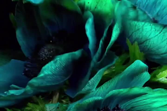 3d flower animation 3d flower model plant cgi product