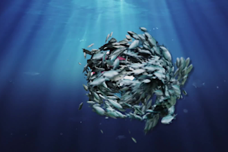 make shool fish underwater logo reveal animation