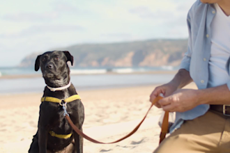 write an engaging pet dog blog and article of 500 words in 24 hours