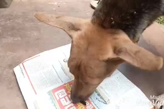 formulate animal feed, ration, recipes and be your animal nutritionist