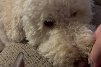 allow my dog to help me create engaging ugc content