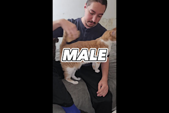 create faceless ugc video ads for tiktok instagram or facebook male female voice