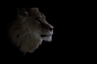 create 3d animal model, character modelling, 3d animal rigging, fur and texture