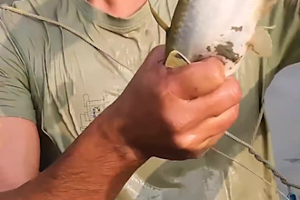 create fishing and fish cutting video